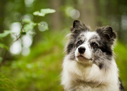 Proszące spojrzenie siedzącego psa rasy border collie