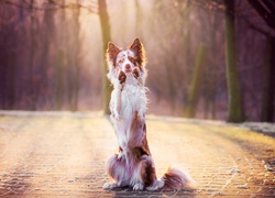 Proszący, Border collie, Łapy