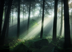 Przebijające między drzewami światło w ciemnym lesie
