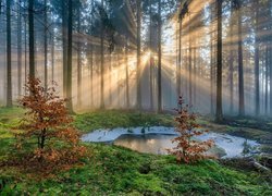 Przebijające promienie słońca w lesie iglastym