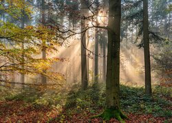 Przebijające promienie słońca wśród drzew w jesiennym lesie