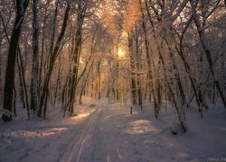 Przebijające słońce między ośnieżonymi drzewami w lesie