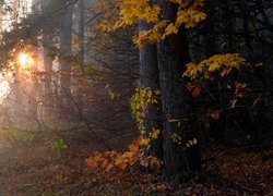 Przebijające słoneczne światło w zamglonym lesie