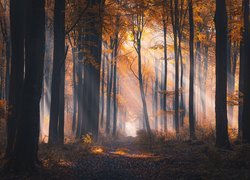Las, Jesień, Pożółkłe, Liście, Drzewa, Przebijające światło