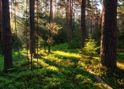 Las, Drzewa, Rośliny, Zieleń, Przebijające światło