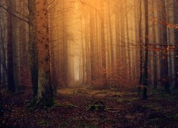Przebijające światło w jesiennym lesie