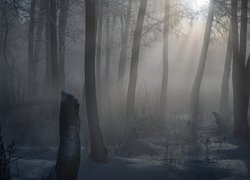 Przebijające światło w mglistym zimowym lesie