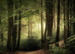 Przebijające światło w zielonym lesie liściastym