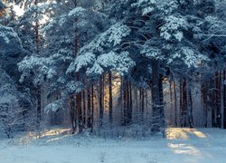 Przebijające światło w zimowym lesie