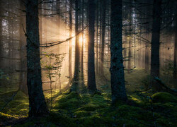Las, Przebijające światło, Mgła, Drzewa