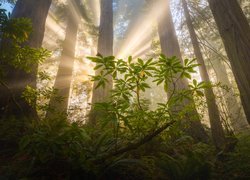 Przebijające wśród sekwoi słoneczne światło w Parku Narodowym Redwood