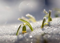 Kwiat, Przebiśnieg, Śnieg, Światło, Makro