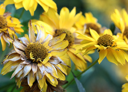 Przekwitające kwiaty słoneczniczka szorstkiego