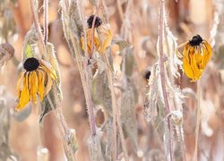 Przekwitnięte, Rudbekie, Kwiaty