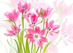 Przekwitnięte tulipany