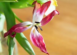 Przekwitnięty tulipan