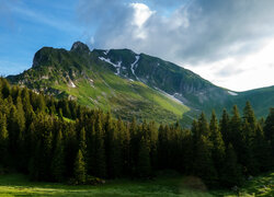 Szwajcaria, Kanton Berno, Przełęcz, Gurnigel Pass, Góry, Alpy, Las, Drzewa