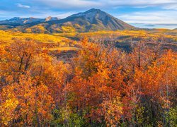 Stany Zjednoczone, Kolorado, Góry, Kebler Pass, Rezerwat, Gunnison, Jesień, Drzewa