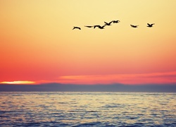 Przelot ptaków nad morzem o zachodzie słońca