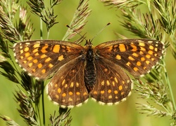 Motyl, Przeplatka atalia