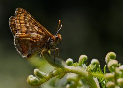 Motyl, Przeplatka aurinia, Zbliżenie, Gałązka