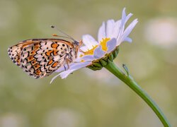 Motyl, Przeplatka cinksia, Kwiat, Margerytka, Roślina
