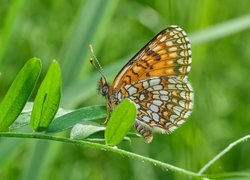 Motyl, Przeplatka diamina, Roślina, Listki