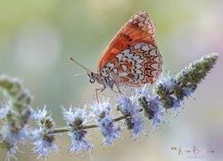 Motyl, Przeplatka didyma, Roślina, Kwiat