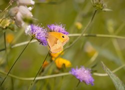 Fioletowe, Kwiaty, Motyl, Przestrojnik jurtina