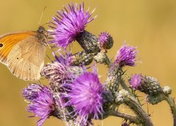 Motyl, Przestrojnik jurtina, Roślina, Oset