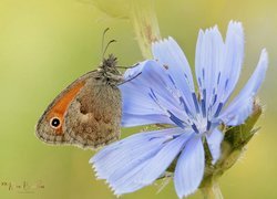 Motyl, Przestrojnik jurtina, Niebieski, Kwiat