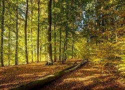 Przewrócony pień drzewa w lesie