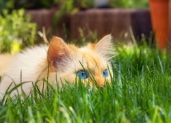 Przyczajony kot w trawie
