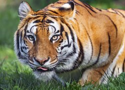 Przyczajony tygrys na trawie