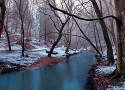 Przyprószona śniegiem trawa i drzewa nad rzeką