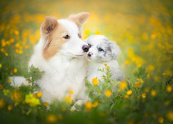 Psy, Border collie, Wiosna, Łąka, Kwiaty