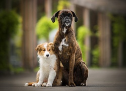 Psy, Border collie, Szczeniak, Bokser