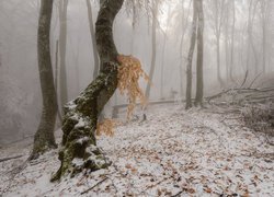 Przywrócone drzewo w lesie