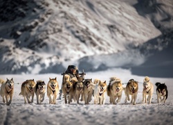 Psi zaprzęg w Sisimiut na Grenlandii