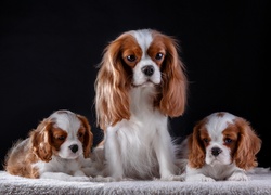 Psia rodzina rasy cavalier king charles spaniel siedzi na kocyku