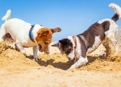 Psia zabawa w piasku