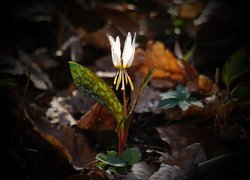 Kwiat, Erythronium, Biały, Psiząb