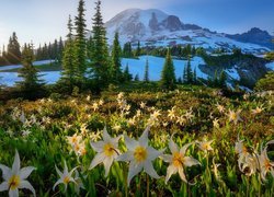 Psizęby na łące i stratowulkan Mount Rainier w tle