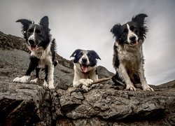 Psy border collie na skałach