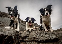 Trzy, Psy, Border collie, Skały