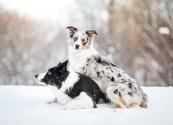 Śnieg, Border collie