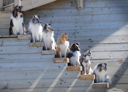 Psy na drewnianych schodach