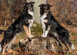 Psy rasy border collie zgodnie pozują na pniu drzewa