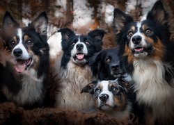 Psy, Border collie, Przyjaciele