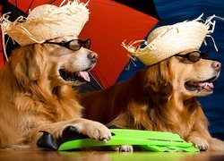 Dwa, Psy, Golden retriever, Parasol, Kapelusze, Okulary